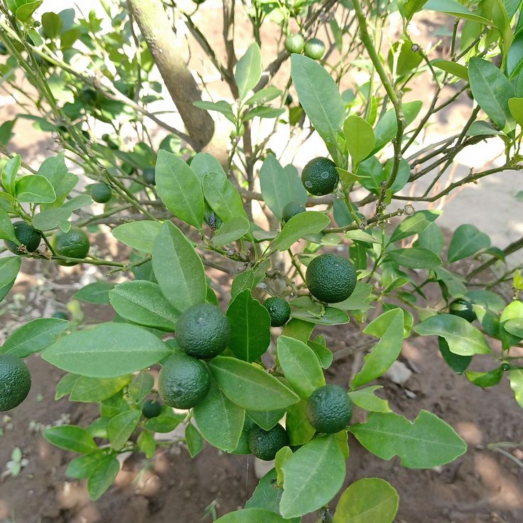 Jeruk Limau
