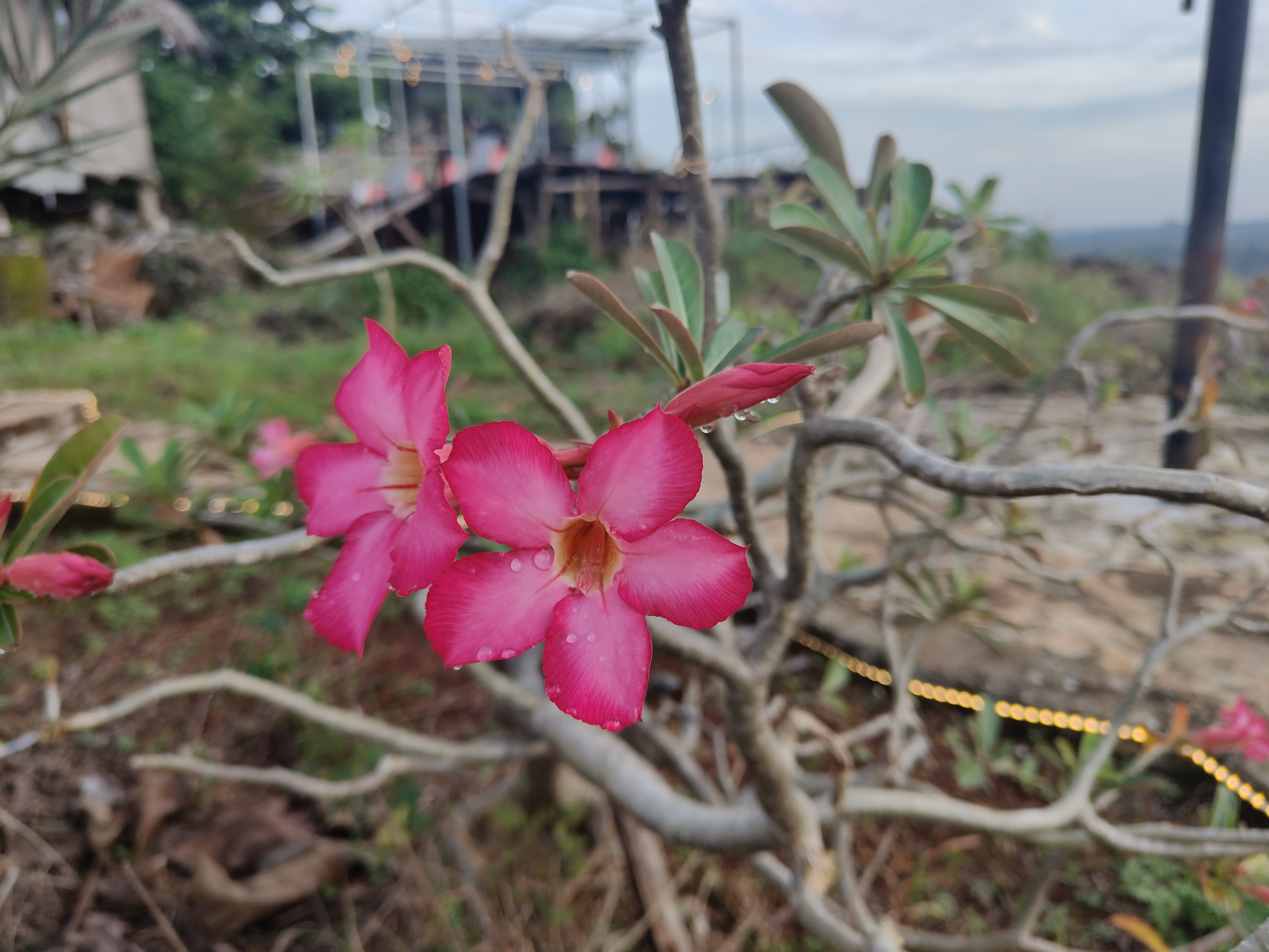 Kamboja Merah
