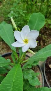 Daun Kamboja Putih