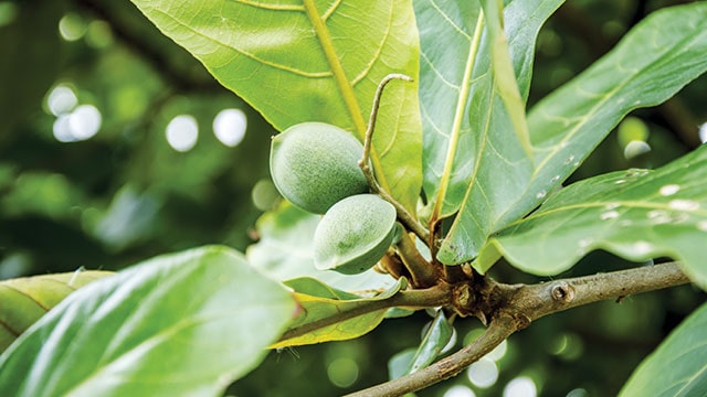 Daun Ketapang