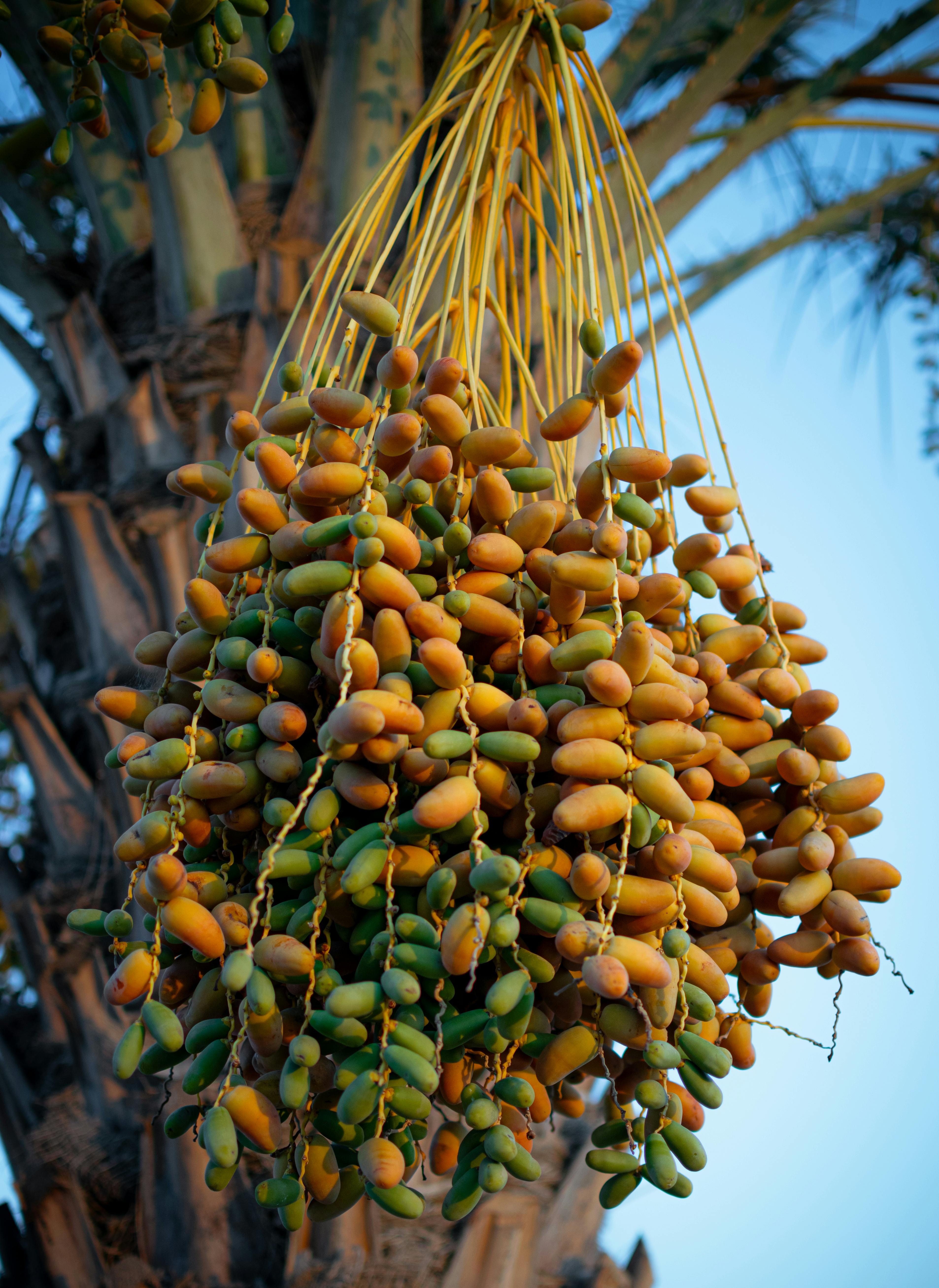 Kurma