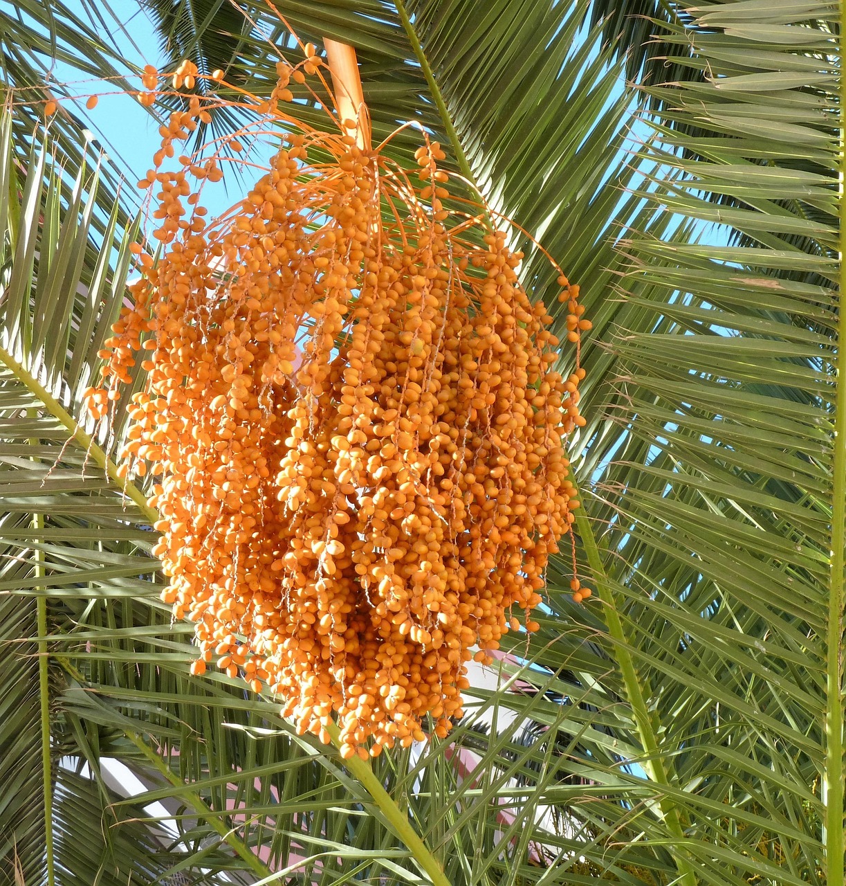 Batang Kurma