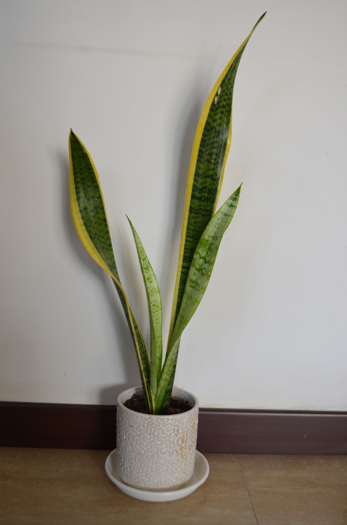 Daun Lidah Mertua