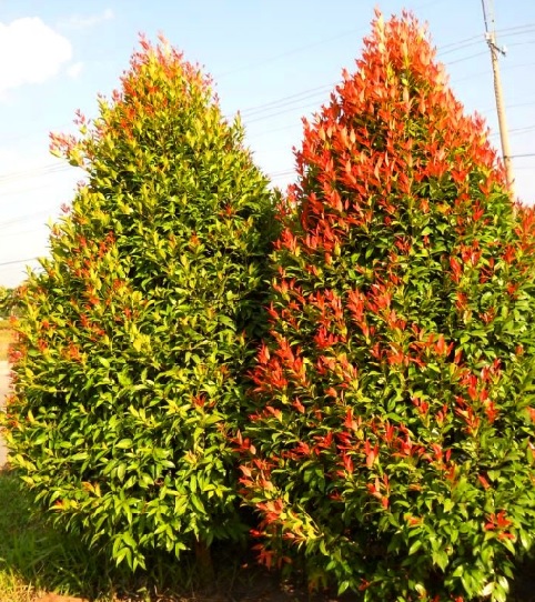 Pucuk Merah