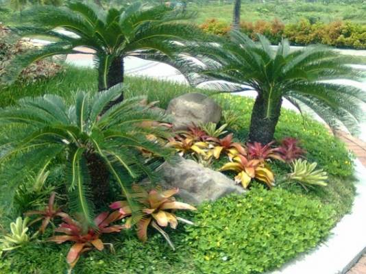 Daun Sikas